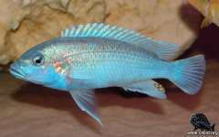 Melanochromis lepidiadaptes