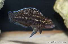 Julidochromis sp. "Congo"