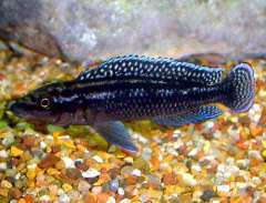 Julidochromis sp. "Congo"