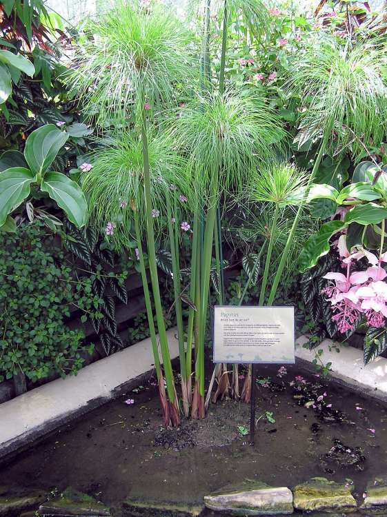 1024px-Kew.gardens.papyrus.plant.arp.jpg