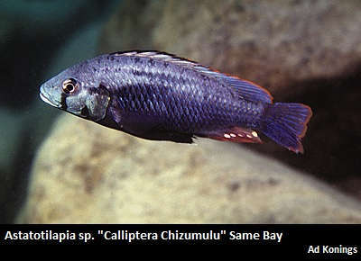 Astatotilapia sp Calliptera Chizumulu Same.jpg