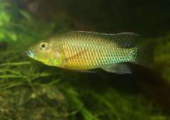 Thoracochromis callichromus