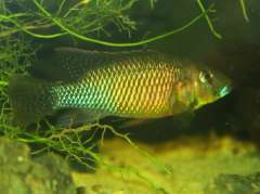 Thoracochromis callichromus