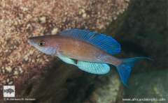 Cyprichromis pavo,  Fulwe Rocks