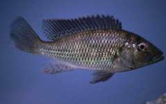 Pharyngochromis acuticeps