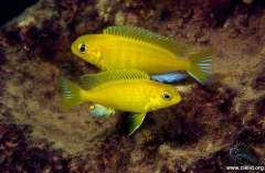 Tropheops sp. macrophthalmus chitimba