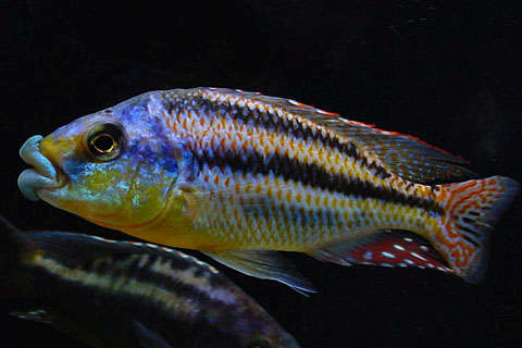 Cheilochromis-euchilus-mascul.jpg