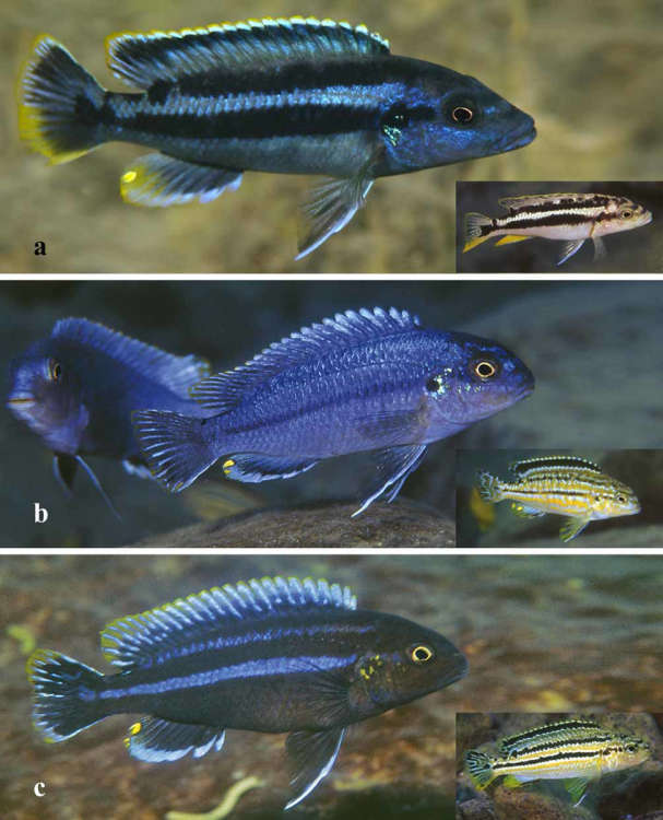 FIGURE-7-a-A-non-territorial-male-Melanochromis-kaskazini-approx-105-mm-SL-at.jpg