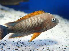 Petrochromis famula Kigoma