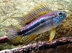 apistogramma bitaeniata