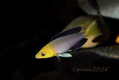 Cyprichromis leptosoma Jumbo "Yellow Head"