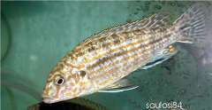 Labidochromis textilis