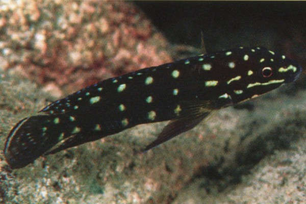 Julidochromis-marlieri-Halembe.jpg.82e596f45744c2c725b42b633435f46c.jpg