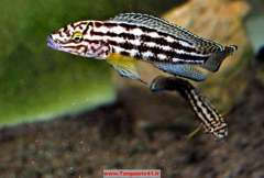 Julidochromis  regani Kagongo