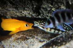 Neolamprologus leleupi(самец) и Julidochromis marlieri(самочка)