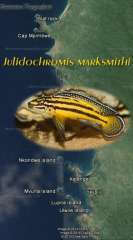 Julidochromis marksmithi