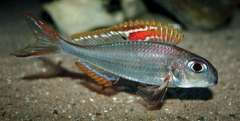 xenotilapia nigrolabiata