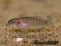 Lamprologus  brevis.