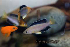 Cyprichromis sp. "leptosoma Jumbo Kekese"