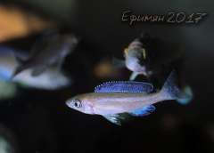 Cyprichromis sp. "leptosoma Kitumba"