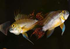 apistogramma cacatuoides double red
