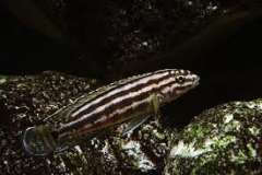 Julidochromis  regani Kagongo