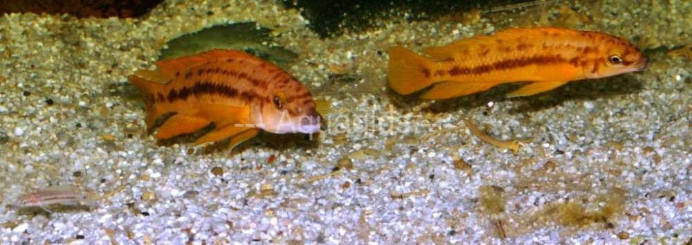 Chalinochromis Bifrenatus Gold koppel 01.jpg