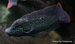 Oreochromis shiranus