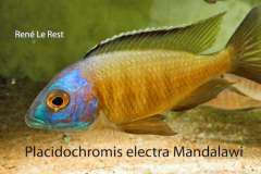 Placidochromis sp. "Mbamba