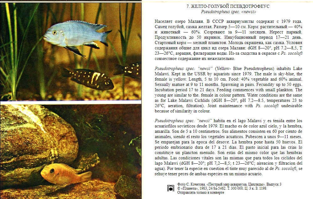 Доклад: Рифовая цихлида