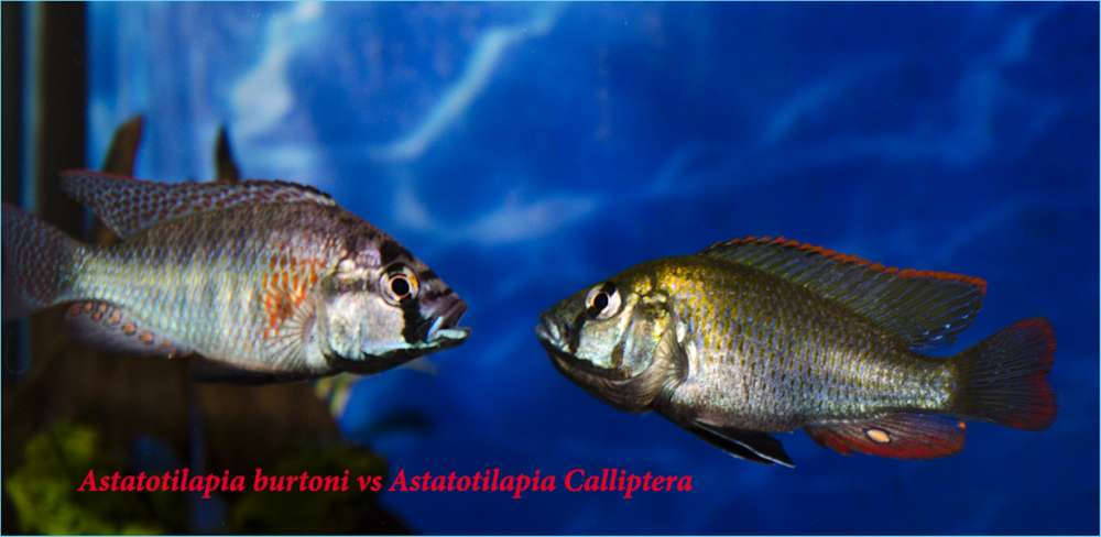 Astatotilapia burtoni vs Astatotilapia Calliptera.jpg