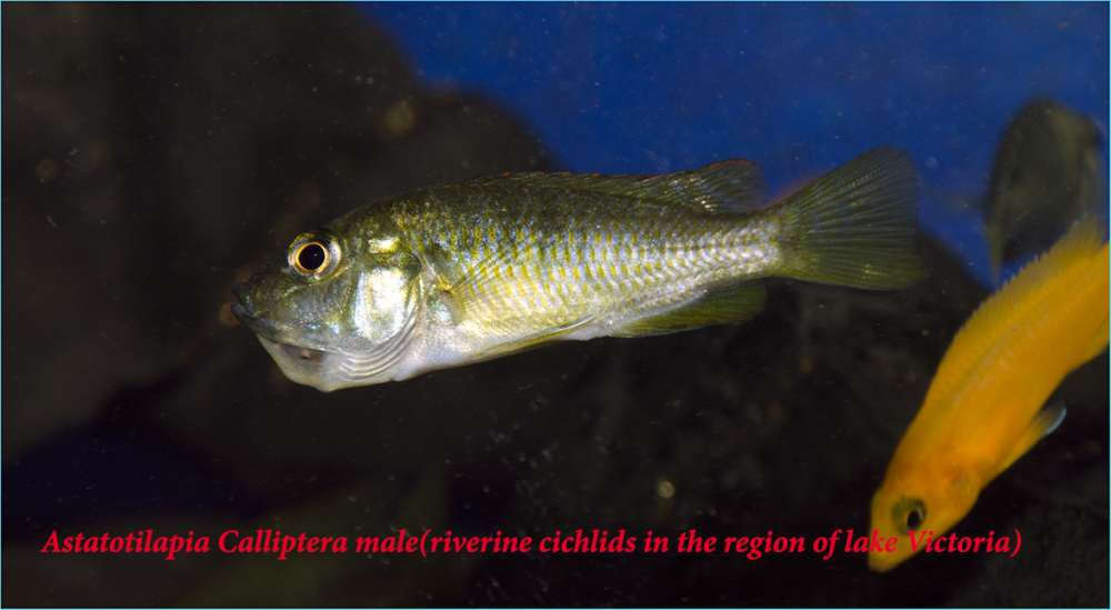 Astatotilapia Calliptera female (riverine cichlids in the region of lake Victoria).jpg
