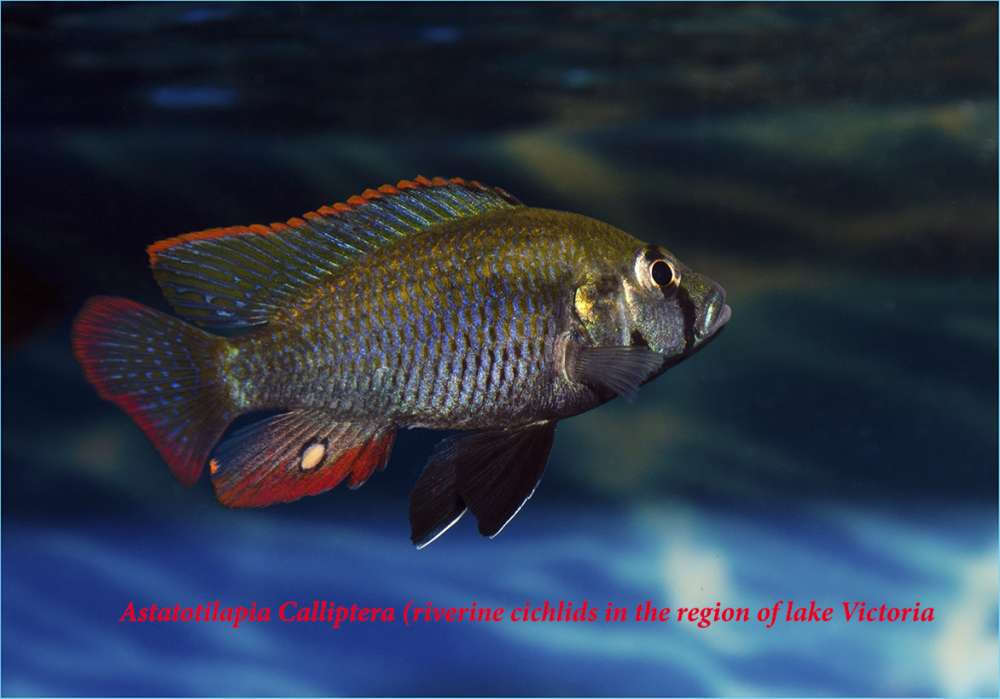 Astatotilapia Calliptera male (riverine cichlids in the region of lake Victoria).jpg