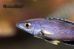 Cyprichromis sp. "leptosoma Kitumba".