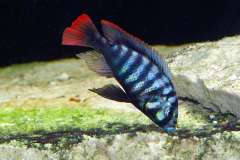 Neochromis rufocaudalis