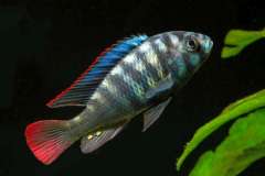 Neochromis rufocaudalis