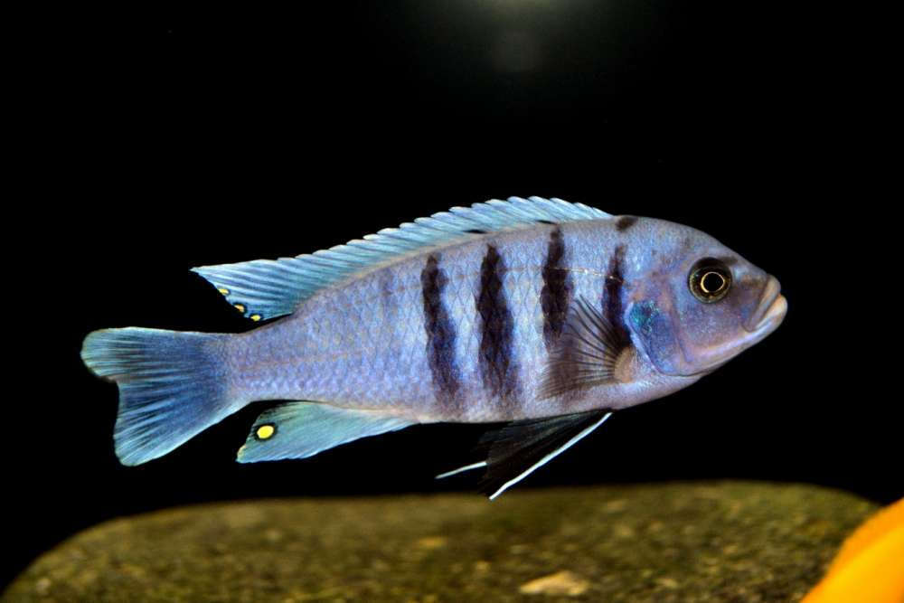 Cynotilapia spec. 'Gallireya Reef (3).JPG