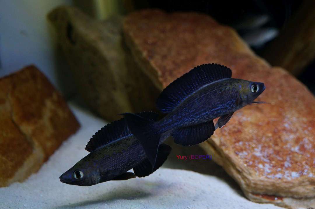 Черная рыба жив. Циприхромис микролепидотус. Кириза Блэк. Рыба чёрный Кардинал. Черные аквариумные рыбки.