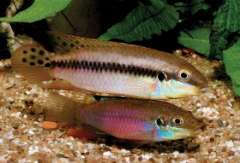 Enigmatochromis Lucanussi