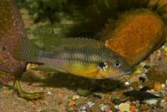 benitochromis finleyi