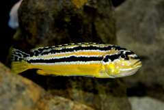 Melanochromis auratus (3).JPG