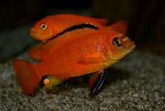 Pseudotropheus orange deep(чешская селекция) (молодой самец).JPG