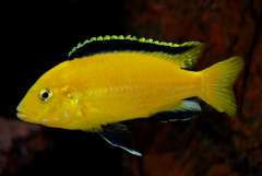 Labidochromis caeruleus yellow (10).JPG
