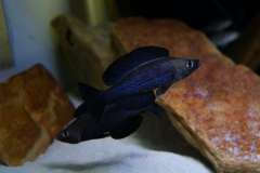 Сyprichromis microlepidotus kiriza black