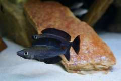 Сyprichromis microlepidotus kiriza black