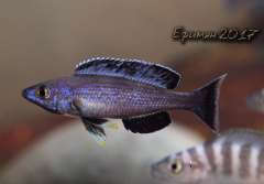 Cyprichromis sp. "leptosoma Kitumba"
