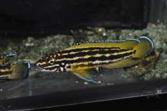 Julidochromis regani Chisanse