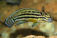 Julidochromis regani gold Sambia