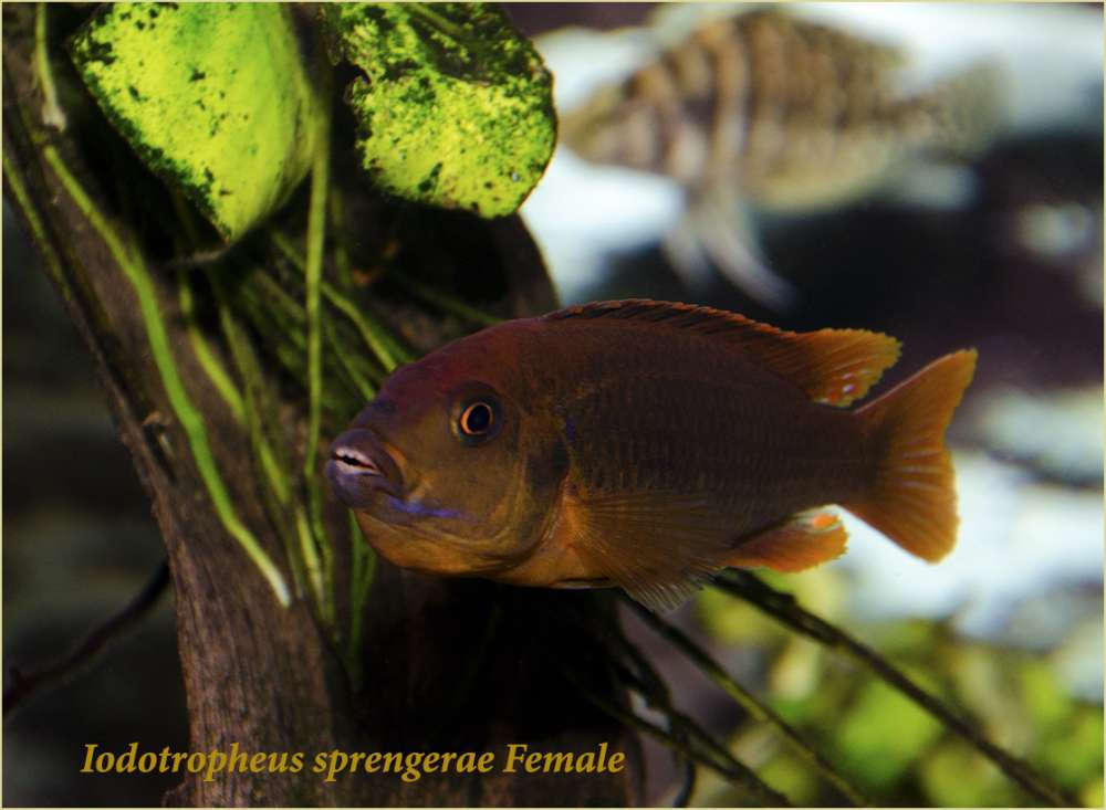 Iodotropheus sprengerae Female2.jpg