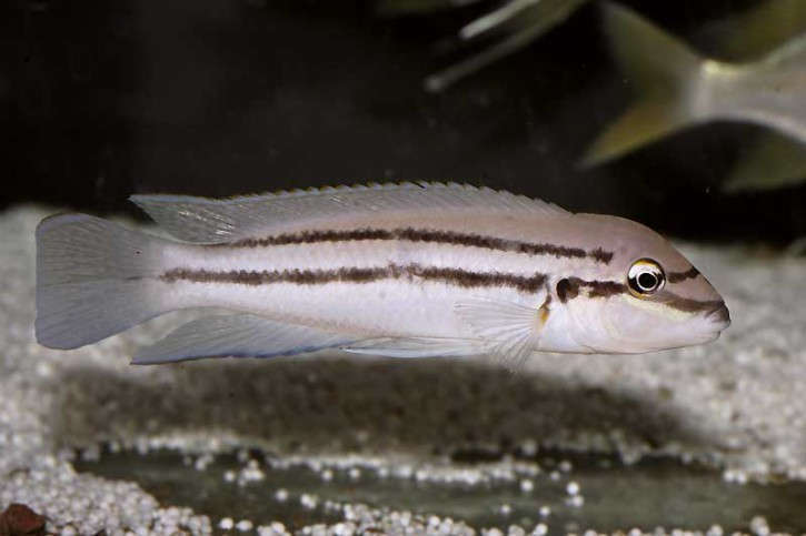 chalinochromis-bifrena-c-725x483.jpg